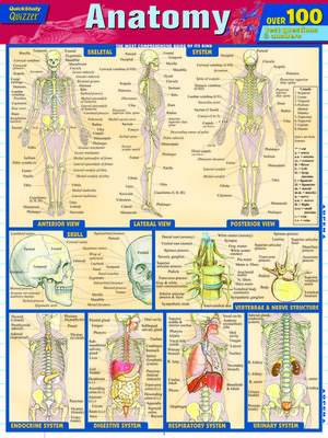 cover image of Anatomy Quizzer